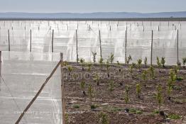 Image du Maroc Professionnelle de  Des fermes de grandes dimensions avec des terres agricoles qui ont profité de l’épierrage, d'un tri et enfin du broyage des roches cela a permis de créer des champs de grandes dimensions que l’on a divisés en zones séparées par des filets dans le but de les protéger contre l'action du vent. Avant de procédé à la plantation des orangers on avait équipé le sol d’un système moderne d'arrosage qui laisse passer l’eau petit à petit, dit "goutte à goutte" dans une nouvelle ferme moderne à Chichaoua, Mardi 27 Février 2007. (Photo / Abdeljalil Bounhar) 